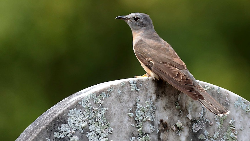 A brown and grey Brush Cuckoo perched on a piece of moss covered stonework
