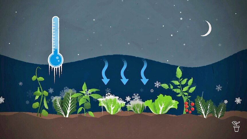 A diagram explaining how frost can affect plants.