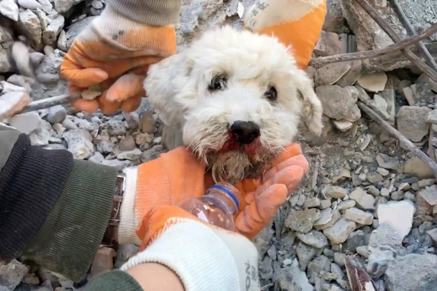 People work to rescue a white fluffy dog from under rubble.