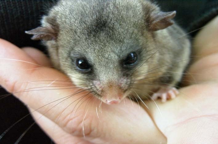 Mountain pygmy possum