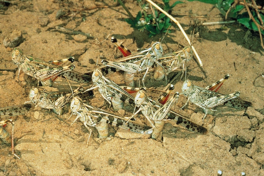 An extreme close up image of several egg-laying locusts