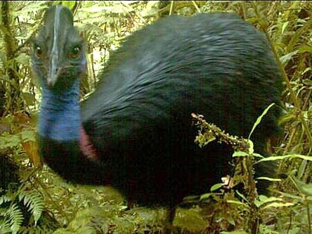 A dwarf cassowary in PNG