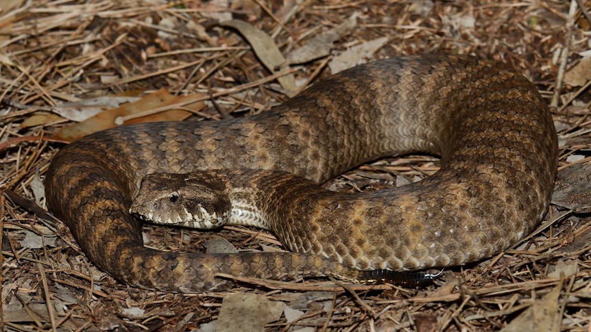 Death adder lying in leaves.