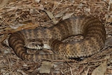 Death adder lying in leaves.