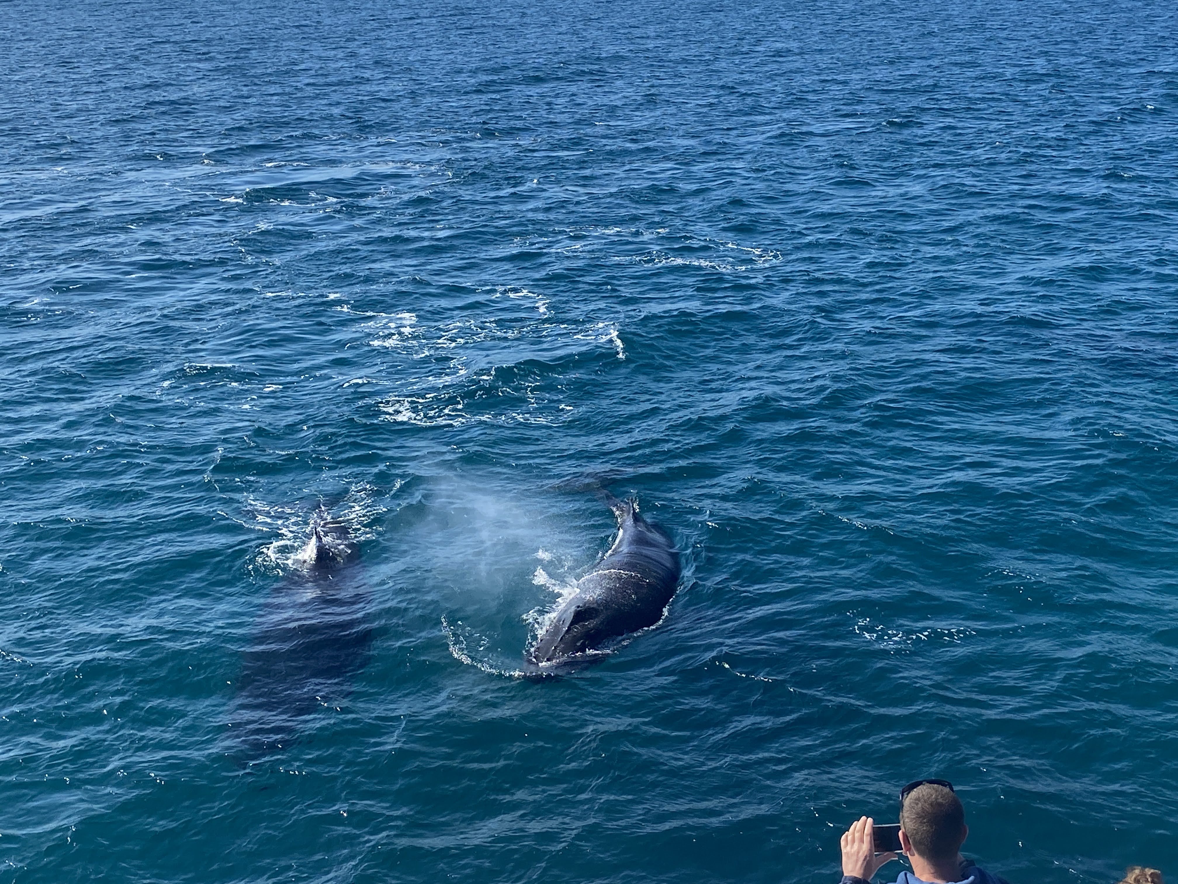 People are lining up to witness a whale 'mugging' but what is it?