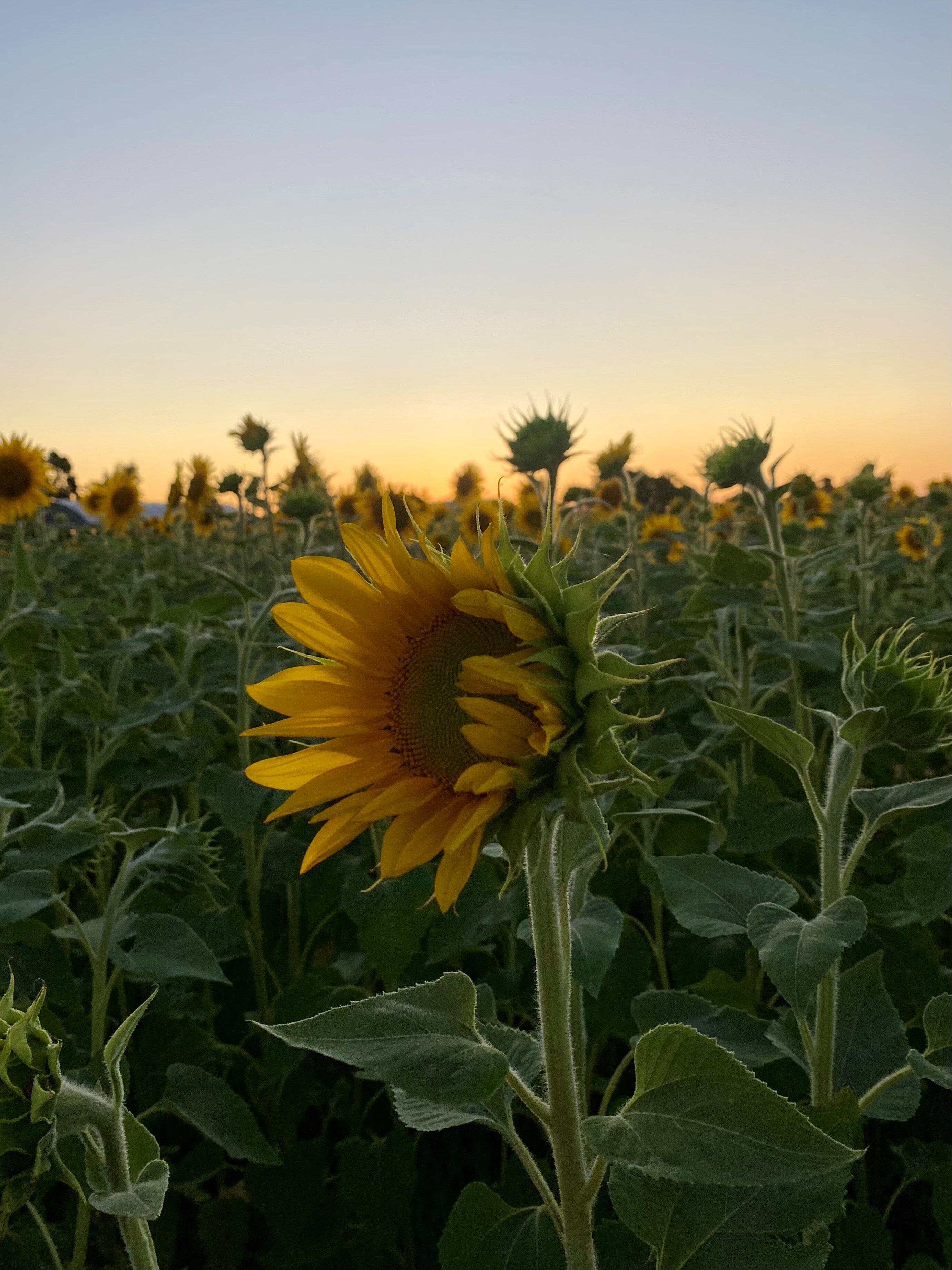 Crooked Brook sunflower farmer finds success selling tickets for social media snaps ABC News