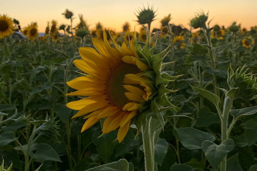 Sunflower standing