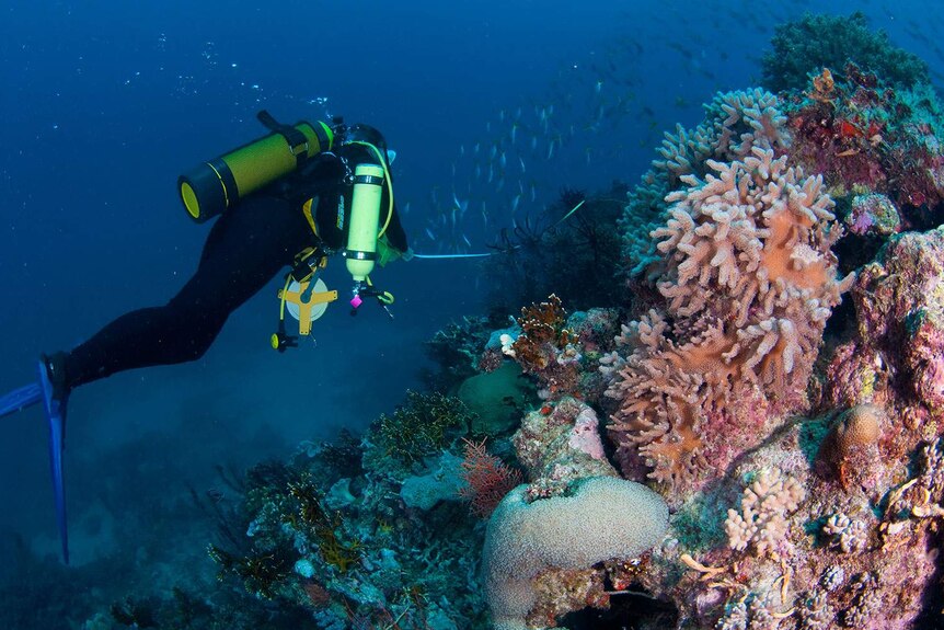 James Cook University scientist exploring deep reef on Great Barrier Reef off Townsville