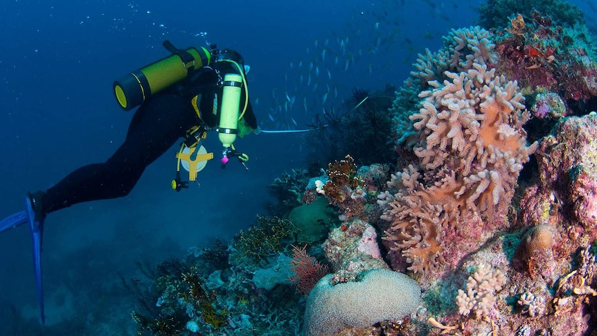 James Cook University scientist exploring deep reef on Great Barrier Reef off Townsville