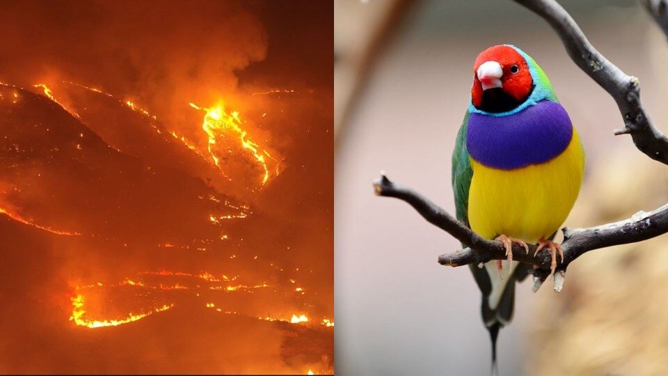 Composite image of gouldian finch and Lake Argyle fires