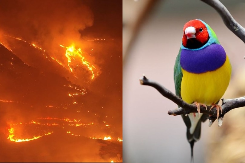Composite image of gouldian finch and Lake Argyle fires