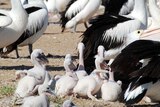 Closer study made of pelican breeding