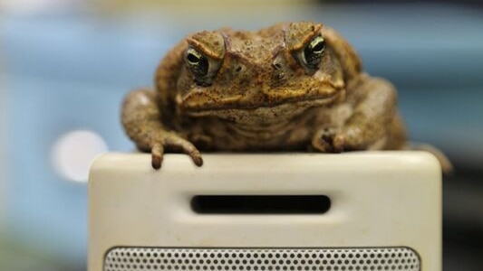 A toad sits on a speaker as researcher Mr Muller watches on.