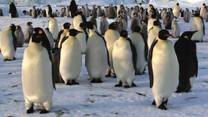 A group of penguins, a mix of adults and children, standing on the ice in Antarctica.