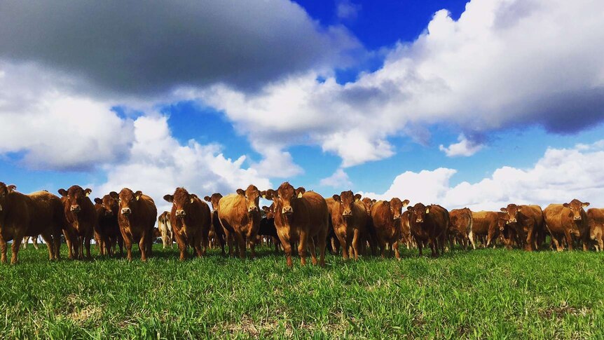 A group of brown cows standing on green grassy, looking at the camera, with a cloudy sky above.