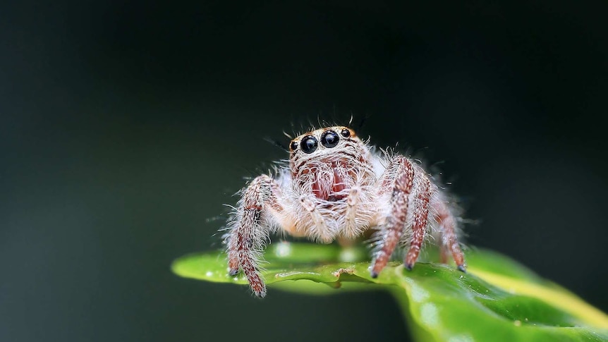 Jumping spider on a leaf