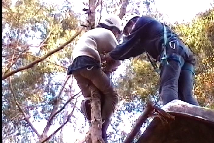 a protester in a tree is being taken down by a police officer.