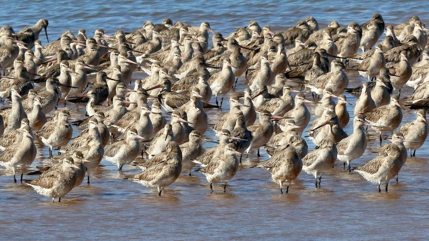 Dozens of birds stand in shallow water.