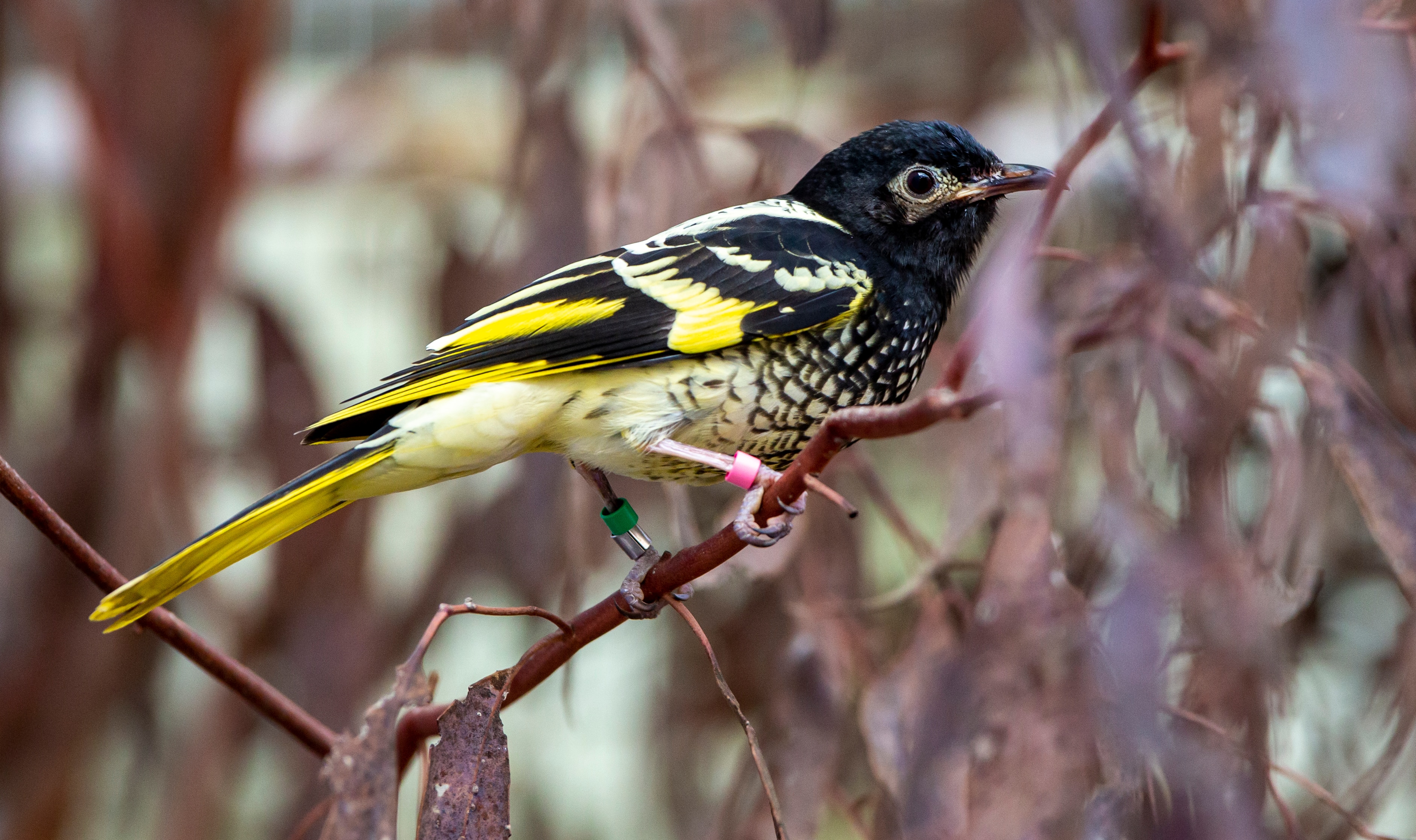 A black, white and yellow honeyeater sitting on a branch.