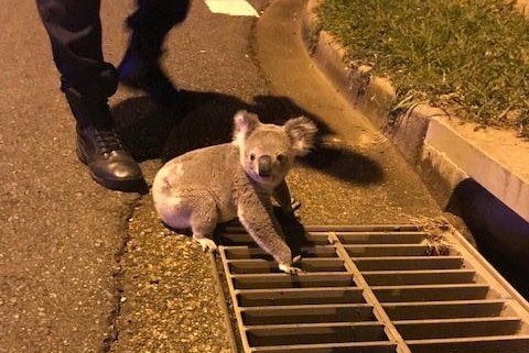 Poh the koala was found on Logan Road.