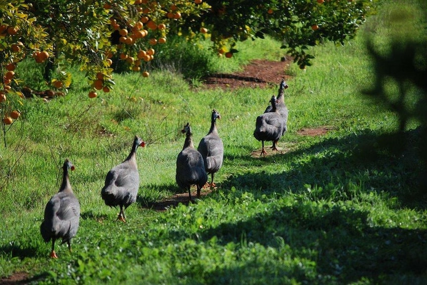 Guinea fowl run freely through the orange orchard