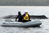 Parks and Wildlife officers pass the body of a whale in the waters off Strahan.