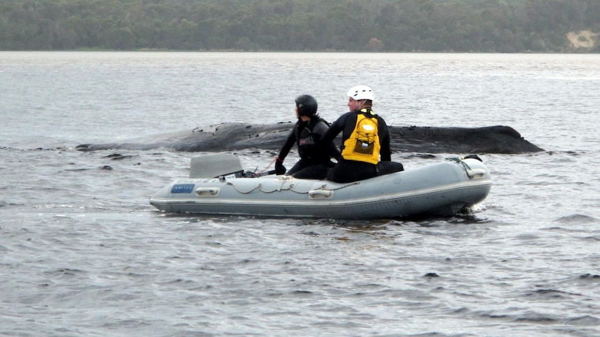 Parks and Wildlife officers pass the body of a whale in the waters off Strahan.