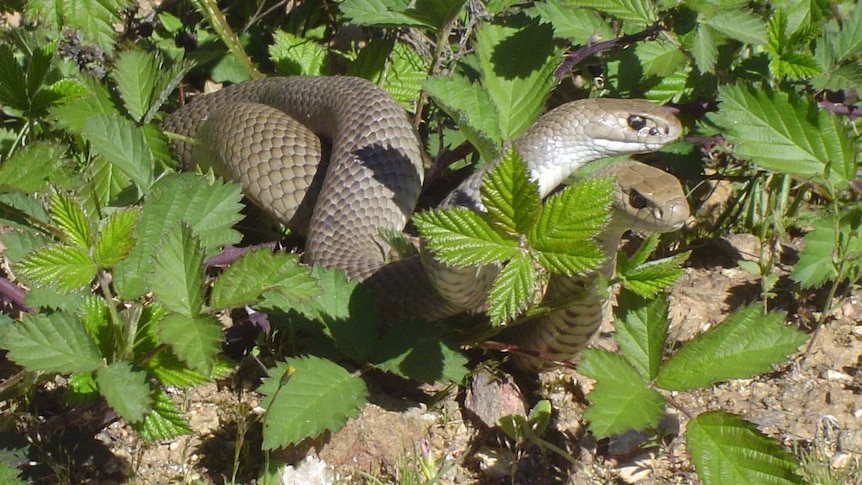 Two eastern brown snakes in the wild.
