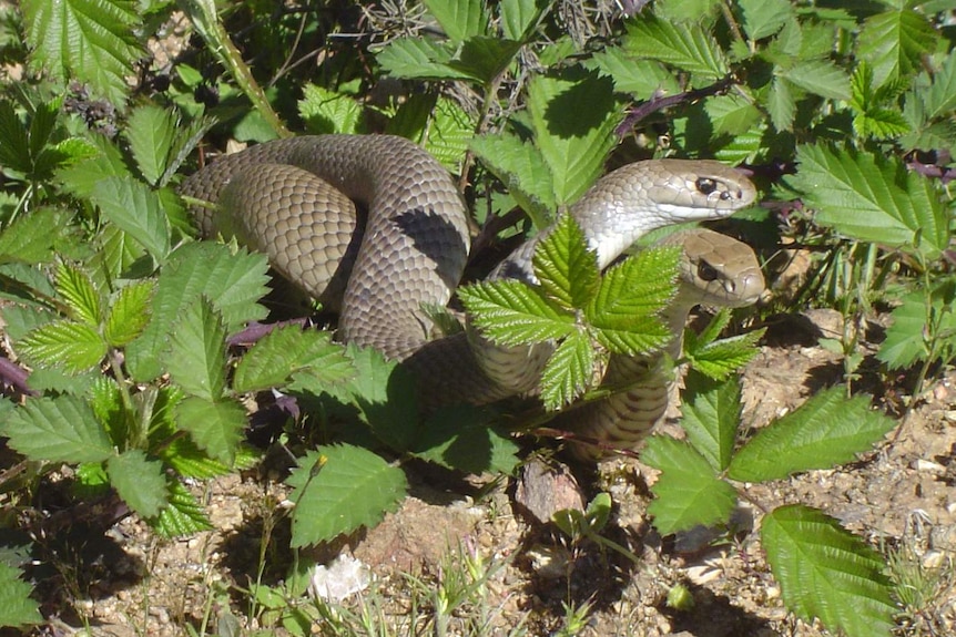 Two Eastern Brown Snake in the wild.