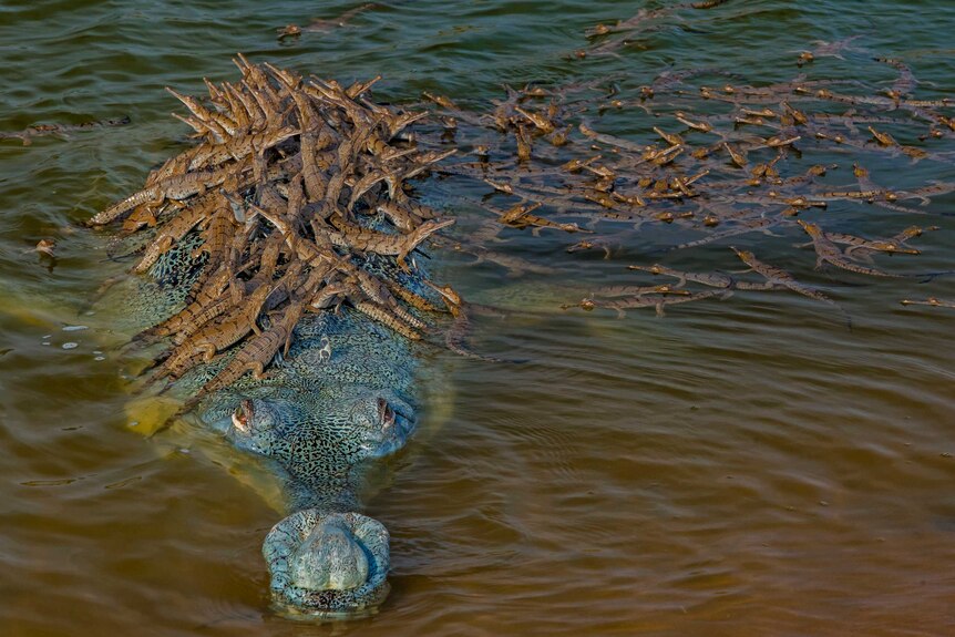 Crocodile covered in its babies