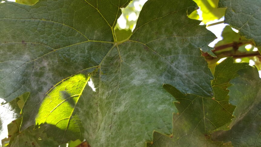 A grapevine infected by powdery mildew.