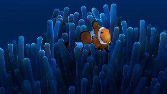 Underwater shot of a clown fish as it swims among coral.