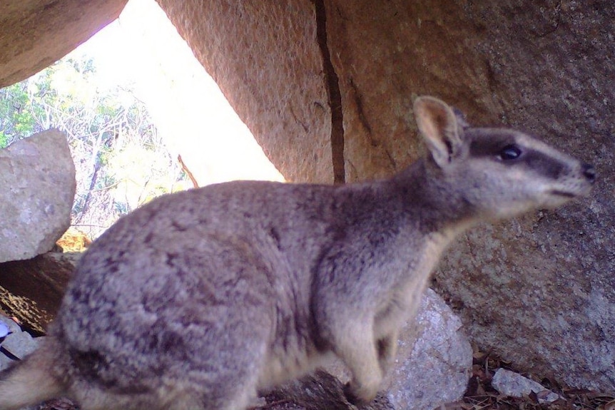 a wallaby under a rock