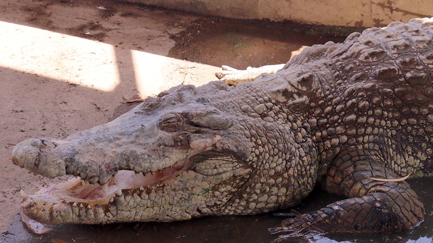 A crocodile lies with its mouth open