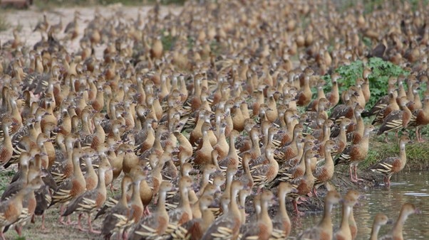 Birds descend in their thousands on a wetland.