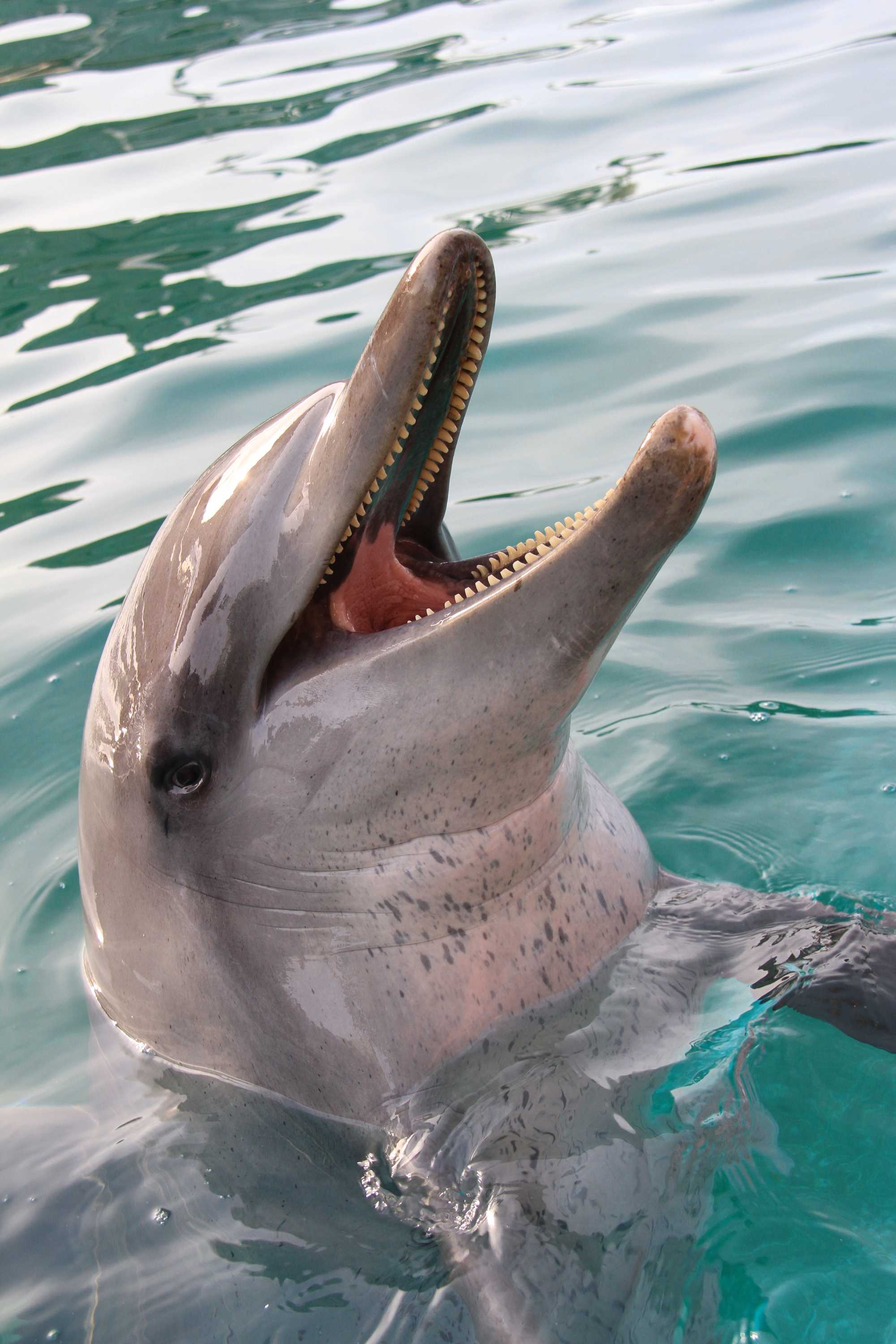 Dolphin Death At Coffs Harbour Conservation And Tourism Park Sparks ...