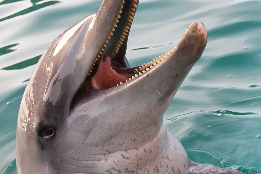 A close up of Calamity the dolphin.