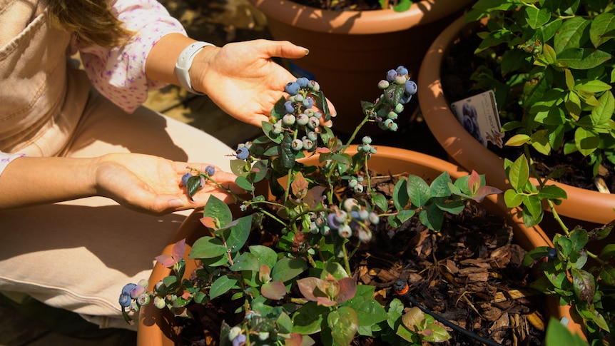Connie's is holding a a couple of deep blue blueberries hanging from her blueberry plant which is planted in a large orange pot.