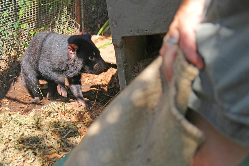 A Tasmanian devil being captured in a quarantine enclosure