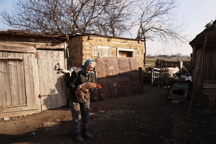 A woman holds a rooster outside. 