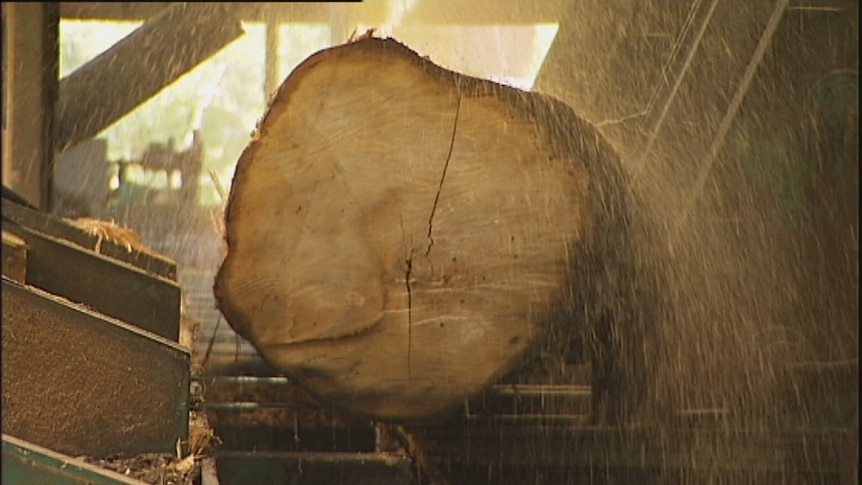 A log being cut at a Tasmanian sawmill
