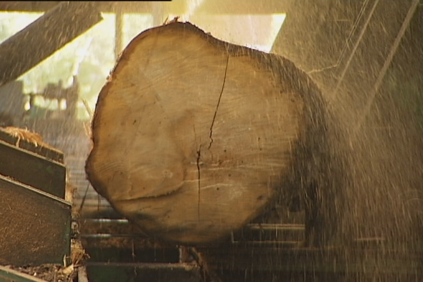 A tree trunk sprays sawdust as it is cut by a saw in a mill.