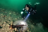 A diver in the water shining a light on a fossil. 