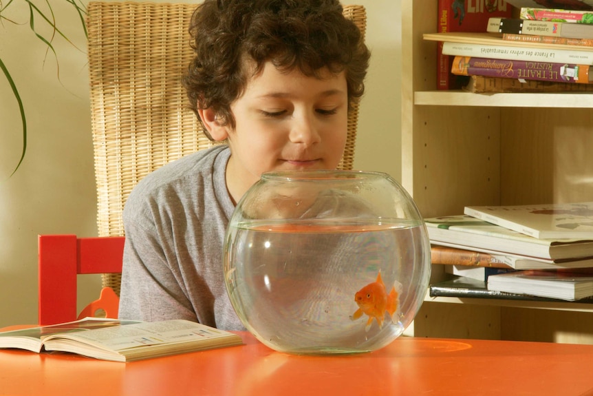 A boy watching a goldfish swim in a tank.