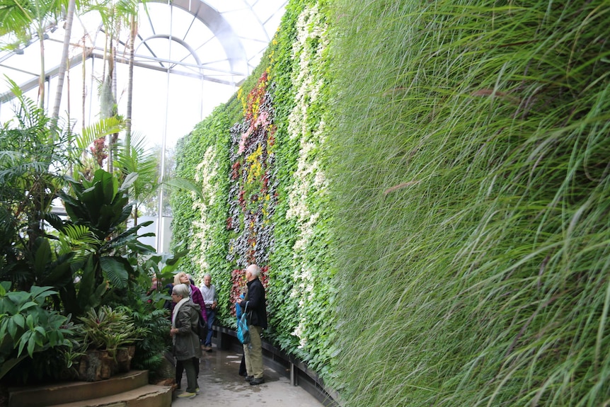 The largest green living wall in the southern hemisphere at The Calyx exhibition centre in the Royal Botanic Garden.