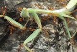 A group of yellow crazy ants carries a preying mantis away toward their nest.