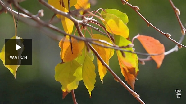 Leaves of an ornamental pear tree. Has Video.