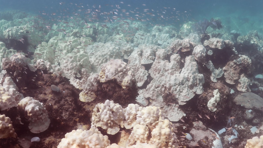 It was only July when Dr Enochs noticed that colour had already drained from corals at Cheeca Rocks reef.