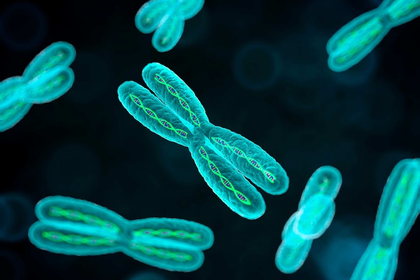 Illustration of chromosomes
