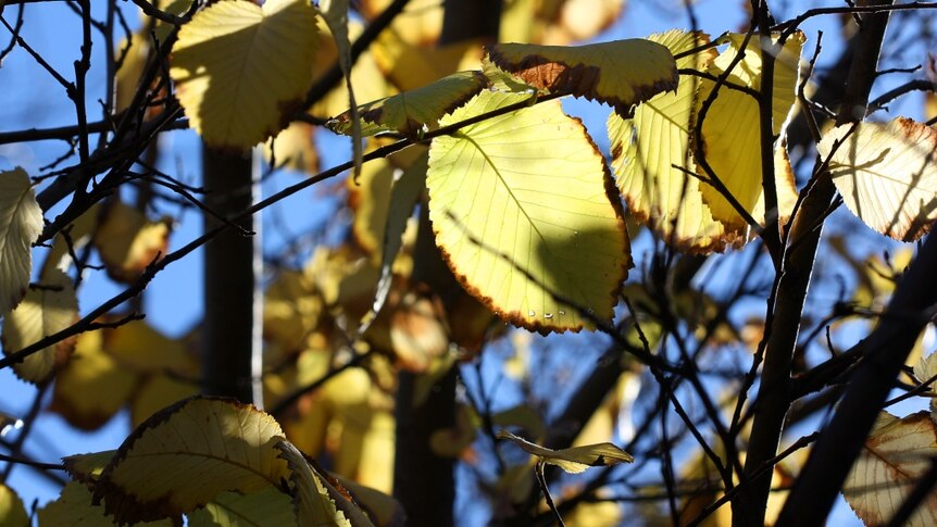 Leaves at Autumn